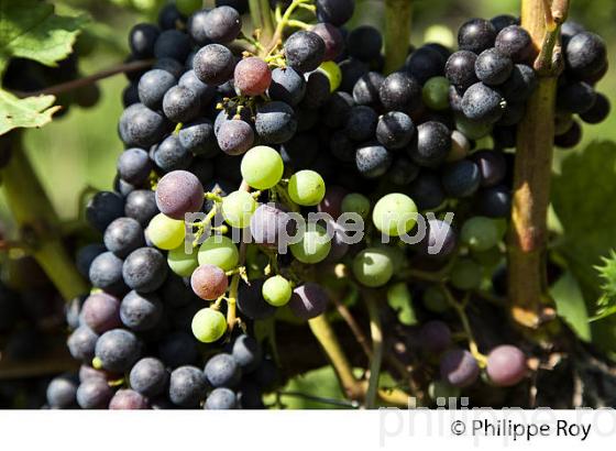 VERAISON HETEROGENE DU RAISIN, VIGNOBLE DE BORDEAUX. (33V38218.jpg)