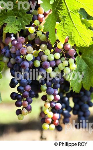 VERAISON HETEROGENE DU RAISIN, VIGNOBLE DE BORDEAUX. (33V38219.jpg)