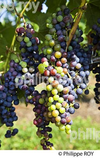 VERAISON HETEROGENE DU RAISIN, VIGNOBLE DE BORDEAUX. (33V38220.jpg)