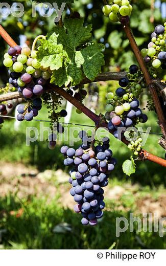 VERAISON HETEROGENE DU RAISIN, VIGNOBLE DE BORDEAUX. (33V38221.jpg)