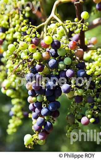 VERAISON HETEROGENE DU RAISIN, VIGNOBLE DE BORDEAUX. (33V38222.jpg)