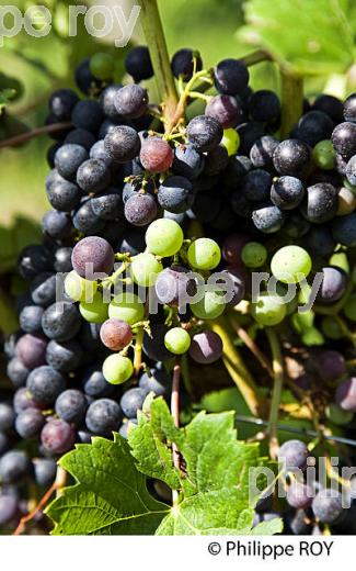 VERAISON HETEROGENE DU RAISIN, VIGNOBLE DE BORDEAUX. (33V38223.jpg)