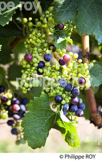 COULURE ET MILLERANDAGE SUR GRAPPE DE RAISIN A LA VERAISON, VIGNOBLE DE BORDEAUX (33V38225.jpg)