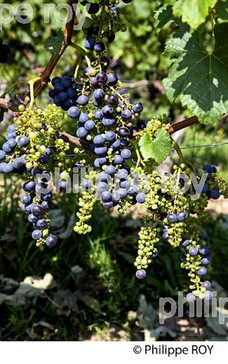 COULURE ET MILLERANDAGE SUR GRAPPE DE RAISIN A LA VERAISON, VIGNOBLE DE BORDEAUX (33V38227.jpg)