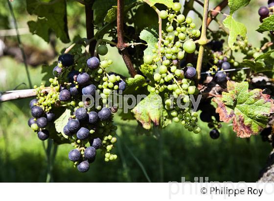 COULURE ET MILLERANDAGE SUR GRAPPE DE RAISIN A LA VERAISON, VIGNOBLE DE BORDEAUX (33V38229.jpg)