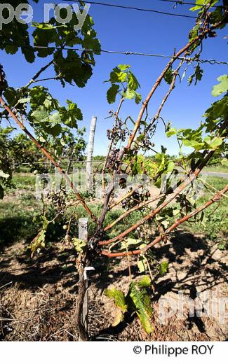 VIGNOBLE  BORDELAIS GRELE LE 2 AOUT 2013, GREZILLAC, GIRONDE (33V38237.jpg)