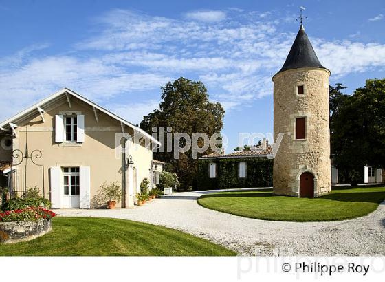 CHATEAU LATOUR-MARTILLAC,VIGNOBLE  AOC PESSAC LEOGNAN, GIRONDE. (33V38239.jpg)