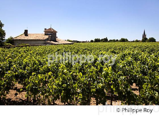 CHATEAU LA SERRE, GRAND CRU SAINT EMILION, VIGNOBLE DE BORDEAUX (33V38327.jpg)