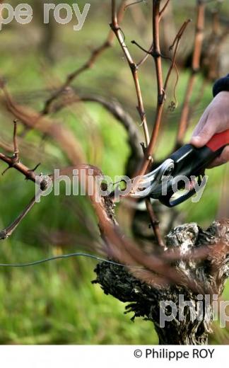 TAILLE DE LA VIGNE EN HIVER, VIGNOBLE BORDELAIS. (33V38417.jpg)