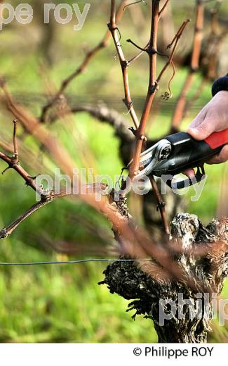 TAILLE DE LA VIGNE EN HIVER, VIGNOBLE BORDELAIS. (33V38419.jpg)