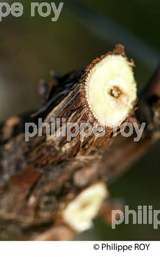 TAILLE DE LA VIGNE EN HIVER, VIGNOBLE BORDELAIS. (33V38420.jpg)