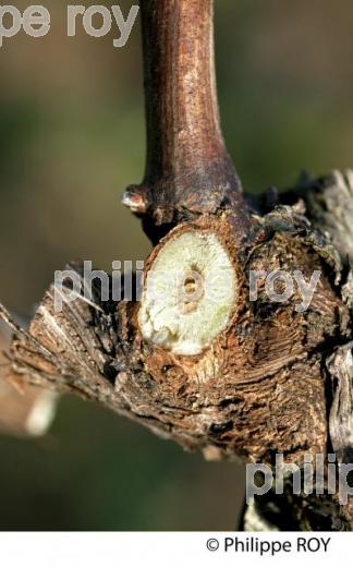 TAILLE DE LA VIGNE EN HIVER, VIGNOBLE BORDELAIS. (33V38423.jpg)