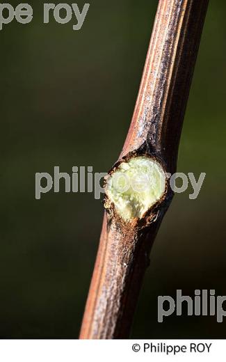 TAILLE DE LA VIGNE EN HIVER, VIGNOBLE BORDELAIS. (33V38424.jpg)