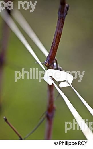 TAILLE DE LA VIGNE EN HIVER, VIGNOBLE BORDELAIS. (33V38425.jpg)