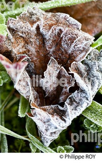 GIVRE SUR FEUILLE DE VIGNE, EN HIVER, VIGNOBLE BORDELAIS. (33V38426.jpg)