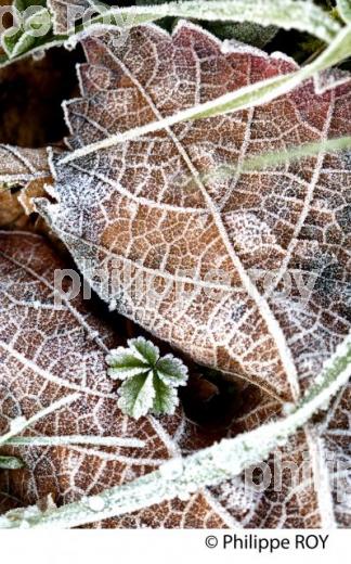 GIVRE SUR FEUILLE DE VIGNE, EN HIVER, VIGNOBLE BORDELAIS. (33V38427.jpg)