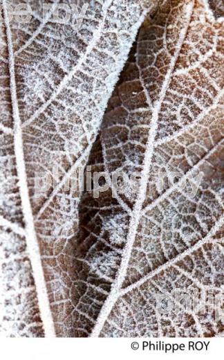 GIVRE SUR FEUILLE DE VIGNE, EN HIVER, VIGNOBLE BORDELAIS. (33V38429.jpg)