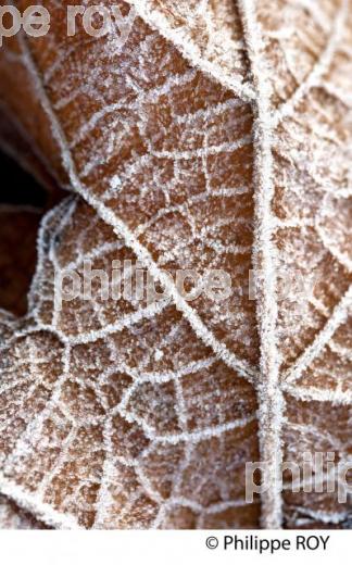 GIVRE SUR FEUILLE DE VIGNE, EN HIVER, VIGNOBLE BORDELAIS. (33V38430.jpg)