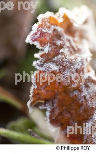 GIVRE SUR FEUILLE DE VIGNE, EN HIVER, VIGNOBLE BORDELAIS. (33V38431.jpg)