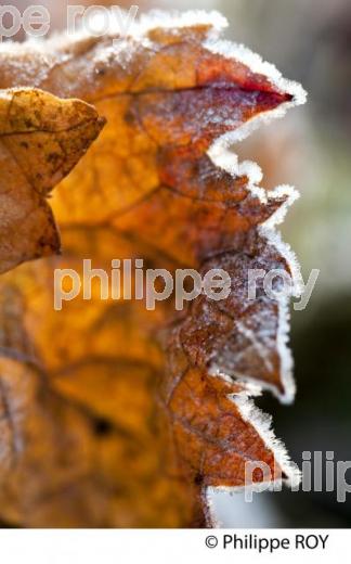 GIVRE SUR FEUILLE DE VIGNE, EN HIVER, VIGNOBLE BORDELAIS. (33V38432.jpg)