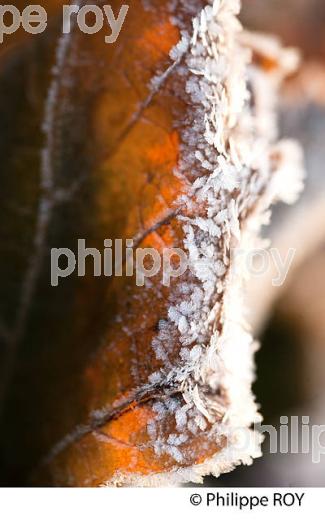 GIVRE SUR FEUILLE DE VIGNE, EN HIVER, VIGNOBLE BORDELAIS. (33V38433.jpg)