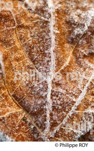 GIVRE SUR FEUILLE DE VIGNE, EN HIVER, VIGNOBLE BORDELAIS. (33V38434.jpg)