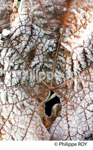 GIVRE SUR FEUILLE DE VIGNE, EN HIVER, VIGNOBLE BORDELAIS. (33V38435.jpg)