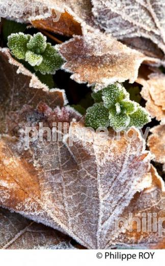 GIVRE SUR FEUILLE DE VIGNE, EN HIVER, VIGNOBLE BORDELAIS. (33V38436.jpg)