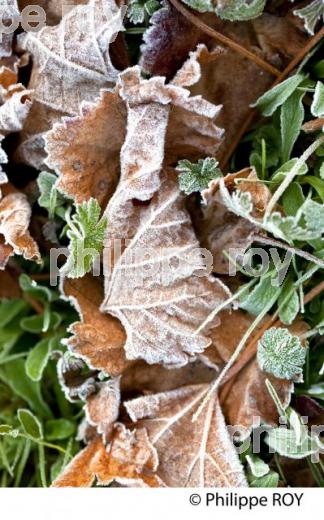 GIVRE SUR FEUILLE DE VIGNE, EN HIVER, VIGNOBLE BORDELAIS. (33V38437.jpg)