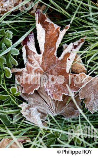 GIVRE SUR FEUILLE DE VIGNE, EN HIVER, VIGNOBLE BORDELAIS. (33V38438.jpg)