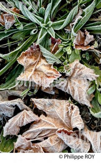GIVRE SUR FEUILLE DE VIGNE, EN HIVER, VIGNOBLE BORDELAIS. (33V38439.jpg)