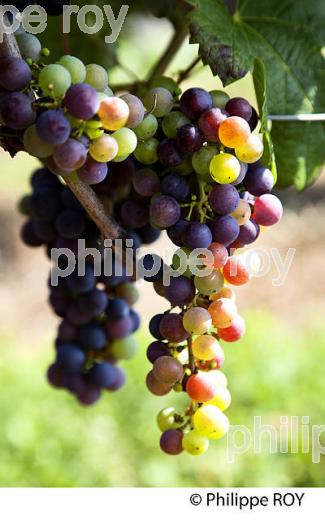VERAISON DE LA VIGNE EN ETE, RAISIN ROUGE, VIGNOBLE BORDELAIS. (33V38501.jpg)