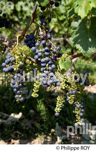 VERAISON DE LA VIGNE EN ETE, ET MILLERANDAGE,  RAISIN ROUGE, VIGNOBLE BORDELAIS. (33V38502.jpg)