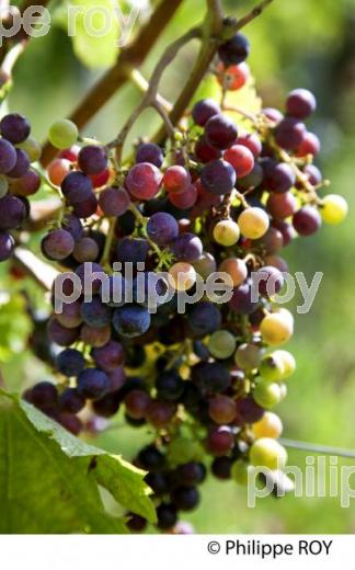 VERAISON DE LA VIGNE EN ETE, RAISIN ROUGE, VIGNOBLE BORDELAIS. (33V38503.jpg)