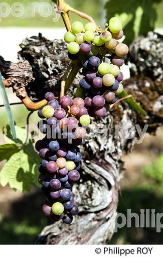 VERAISON DE LA VIGNE EN ETE, RAISIN ROUGE, VIGNOBLE BORDELAIS. (33V38504.jpg)