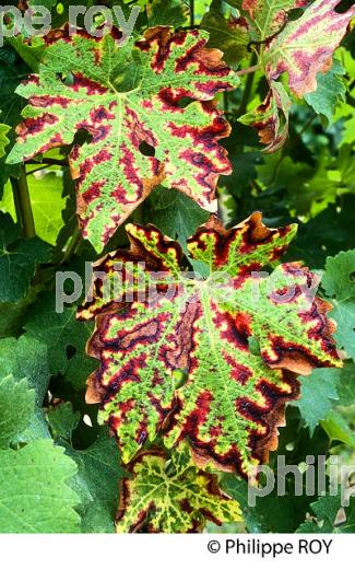 SYMPTOME DE L' ESCA SUR FEUILLE ,  MALADIE DE  LE  VIGNE, GIRONDE. (33V38508.jpg)