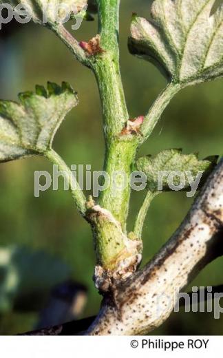 SYMPTOME D' ESCORIOSE SUR RAMEAU DE VIGNE AU PRINTEMPS,   MALADIE DE  LE  VIGNE, GIRONDE. (33V38510.jpg)