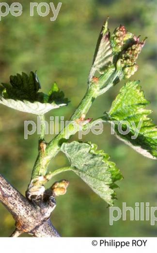 SYMPTOME D' ESCORIOSE SUR RAMEAU DE VIGNE AU PRINTEMPS,   MALADIE DE  LE  VIGNE, GIRONDE. (33V38511.jpg)