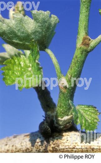 SYMPTOME D' ESCORIOSE SUR RAMEAU DE VIGNE AU PRINTEMPS,   MALADIE DE  LE  VIGNE, GIRONDE. (33V38512.jpg)