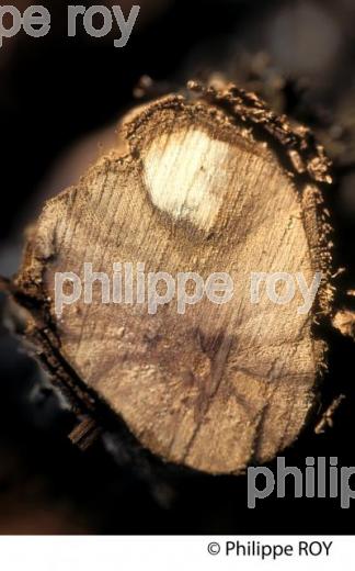 EUTYPIOSE SUR CEP, MALADIE DE  LE  VIGNE, GIRONDE. (33V38516.jpg)