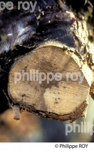 EUTYPIOSE SUR CEP, MALADIE DE  LE  VIGNE, GIRONDE. (33V38517.jpg)