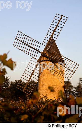 MOULIN DE CALON ET VIGNOBLE  AOC  MONTAGNE SAINT-EMILION, A L' AUTOMNE, MONTAGNE,GIRONDE, AQUITAINE. (33V39015.jpg)