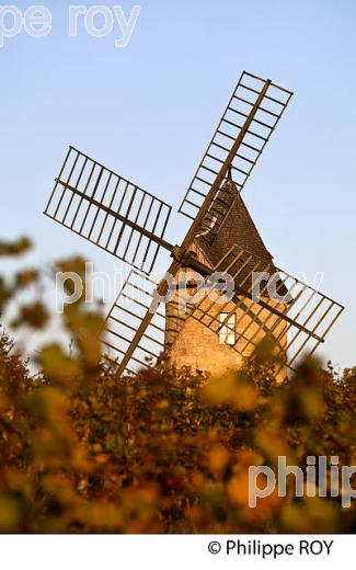 MOULIN DE CALON ET VIGNOBLE  AOC  MONTAGNE SAINT-EMILION, A L' AUTOMNE, MONTAGNE,GIRONDE, AQUITAINE. (33V39016.jpg)