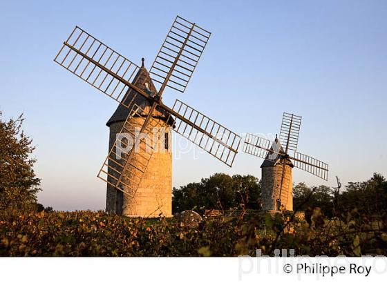 MOULIN DE CALON ET VIGNOBLE  AOC  MONTAGNE SAINT-EMILION, A L' AUTOMNE, MONTAGNE,GIRONDE, AQUITAINE. (33V39018.jpg)