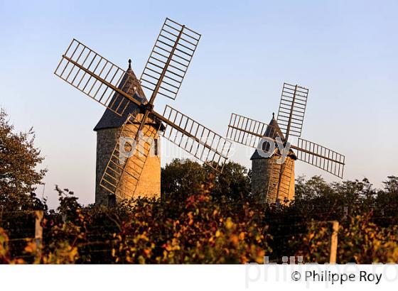 MOULIN DE CALON ET VIGNOBLE  AOC  MONTAGNE SAINT-EMILION, A L' AUTOMNE, MONTAGNE,GIRONDE, AQUITAINE. (33V39020.jpg)