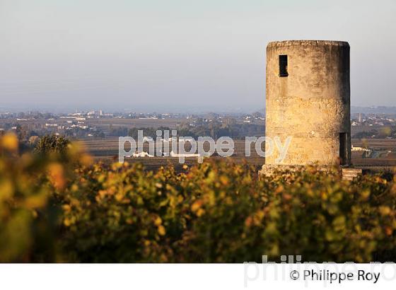MOULIN DE CALON ET VIGNOBLE  AOC  MONTAGNE SAINT-EMILION, A L' AUTOMNE, MONTAGNE,GIRONDE, AQUITAINE. (33V39026.jpg)