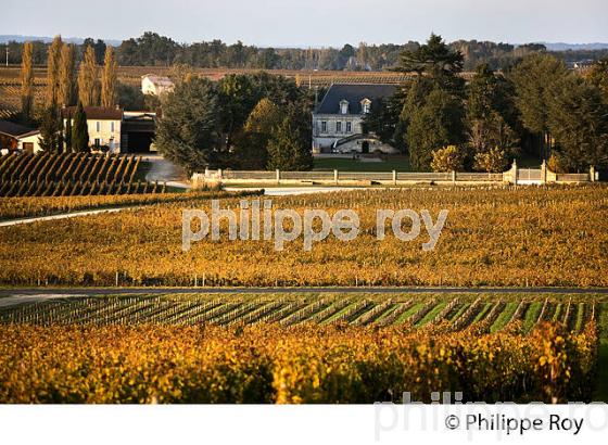 LE  VIGNOBLE  AOC  MONTAGNE SAINT-EMILION, A L' AUTOMNE,  MONTAGNE, GIRONDE, AQUITAINE. (33V39036.jpg)