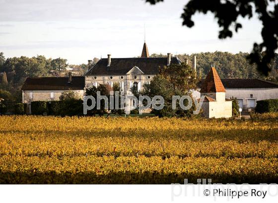 LE  VIGNOBLE  AOC  MONTAGNE SAINT-EMILION, A L' AUTOMNE,  MONTAGNE, GIRONDE, AQUITAINE. (33V39101.jpg)