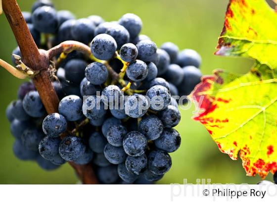 GRAPPE DE RAISIN ROUGE, CEPAGE CABERNET FRANC,  VIGNOBLE  AOC  MONTAGNE SAINT-EMILION, MONTAGNE, GIRONDE,AQUITAINE,  FRANCE. (33V39105.jpg)