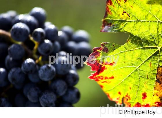 GRAPPE DE RAISIN ROUGE, CEPAGE CABERNET FRANC,  VIGNOBLE  AOC  MONTAGNE SAINT-EMILION, MONTAGNE, GIRONDE,AQUITAINE,  FRANCE. (33V39106.jpg)